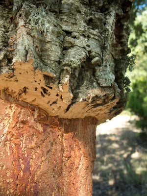 Cork Yoga Block Jungle