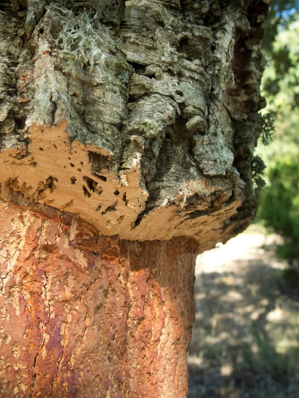 Cork Yoga Block Jungle